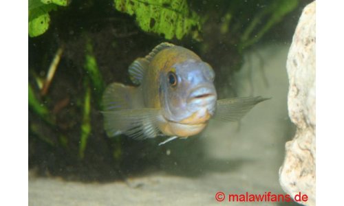 Pseudotropheus patricki  Mbenji Island